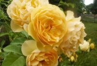 ausmal rose