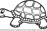 schildkröte vorlage zum ausdrucken schildkröte vorlage zum ausdrucken