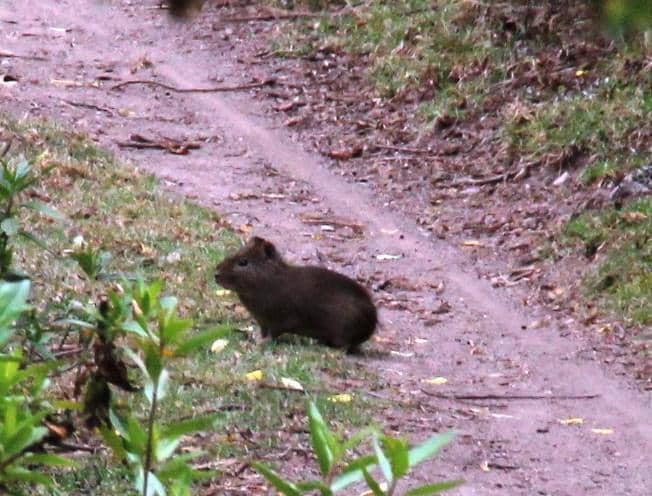 5 Spesies Marmut yang Hidup di Padang Rumput, Punya Peran Ek | IDN Times