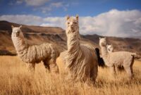 llama in spanish meaning llama in spanish meaning