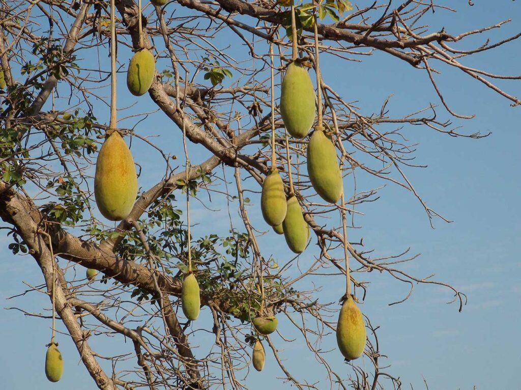 Baobab powder – Togo Sunny