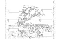 thema kartoffel kindergarten