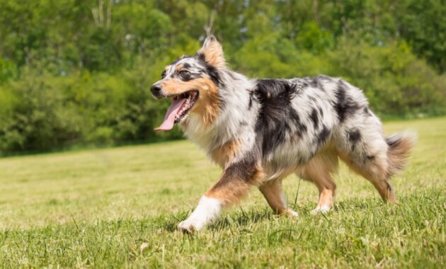 dog liability insurance for renters policy