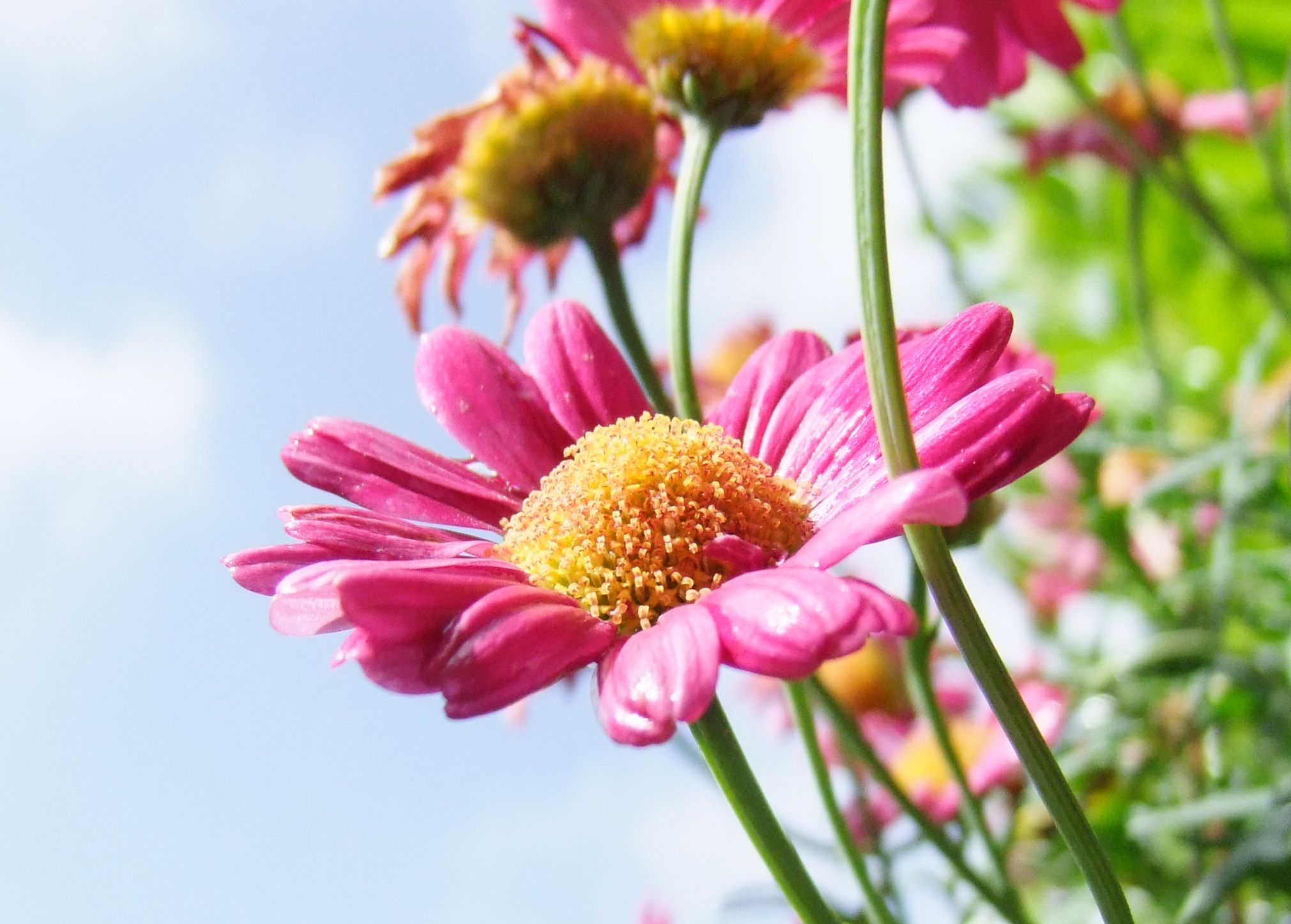Free stock photo of flora, floral, flower wallpaper