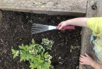 vom samen zur pflanze kindergarten vom samen zur pflanze kindergarten