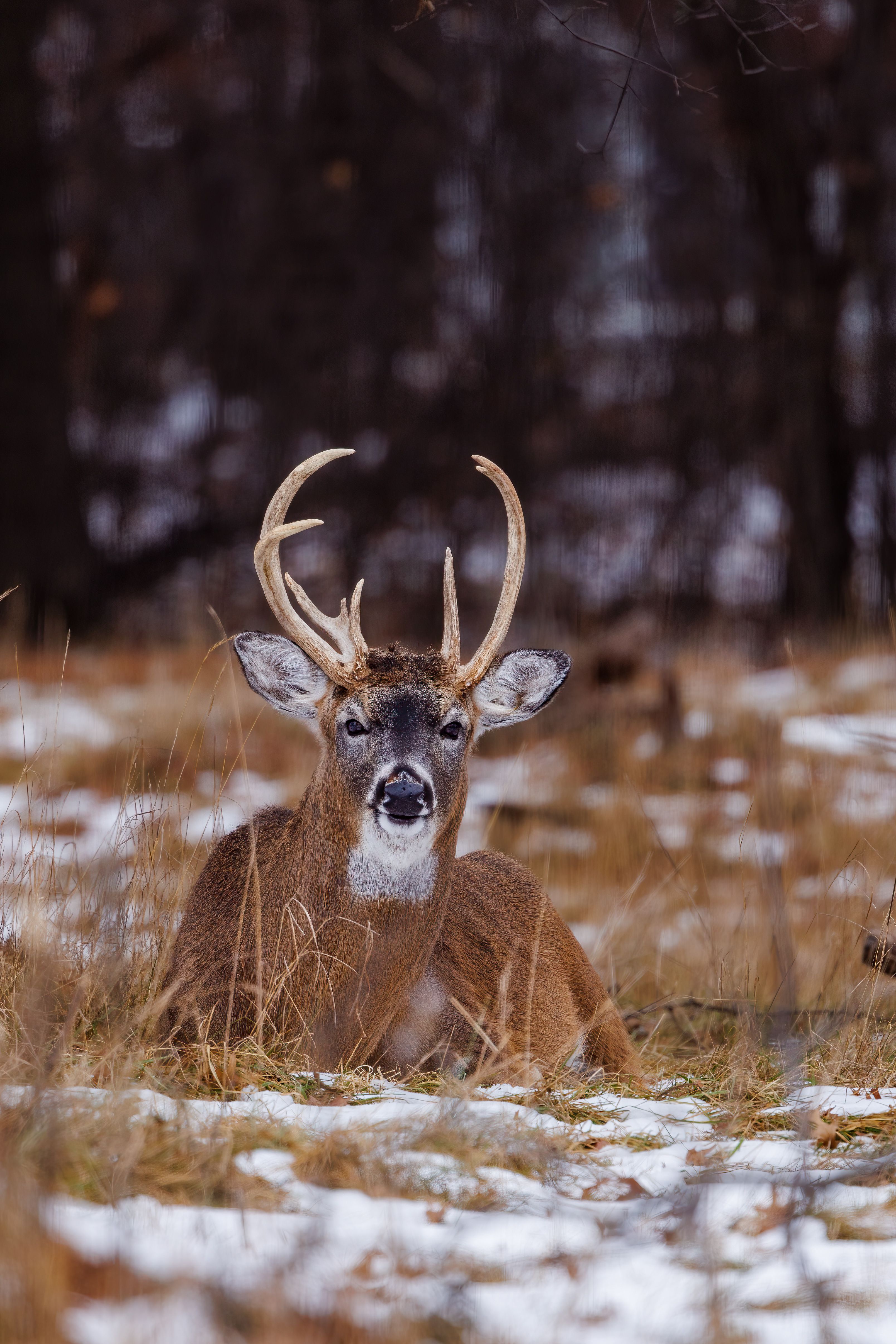  Whitetail Deer Wallpaper Hd Illustration 