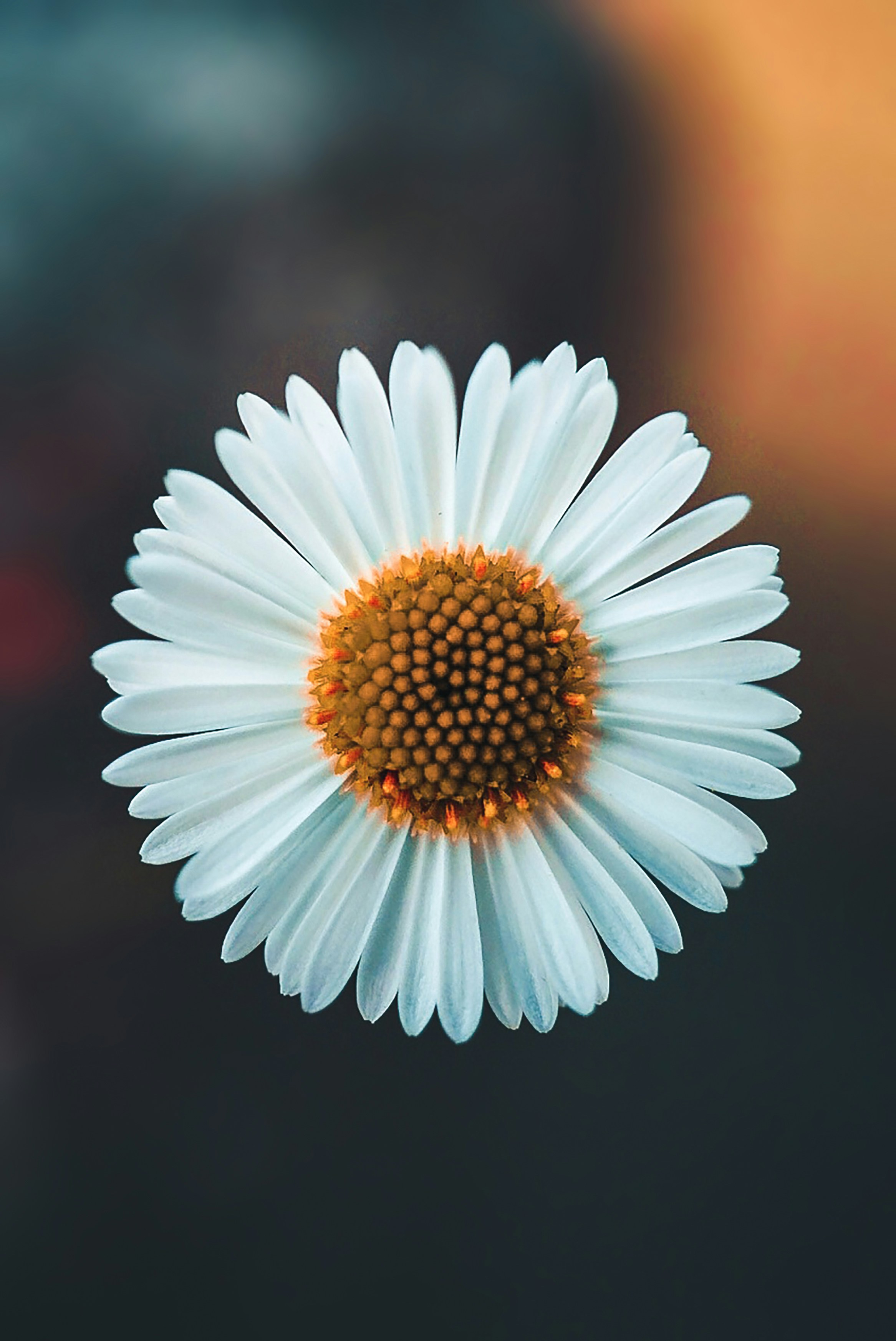 500+ Flower Pictures [HD] | Download Free Images on Unsplash