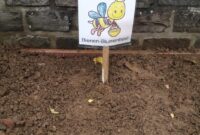 projekt bienen im kindergarten