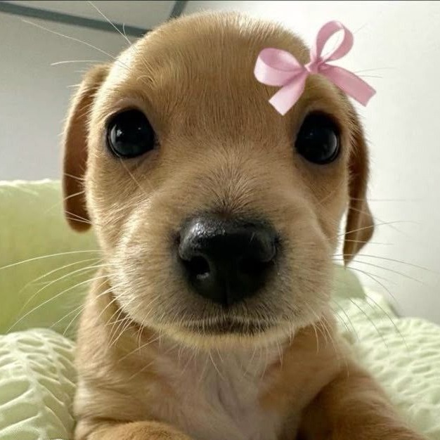 Cute Puppy Pfp by _justhope_