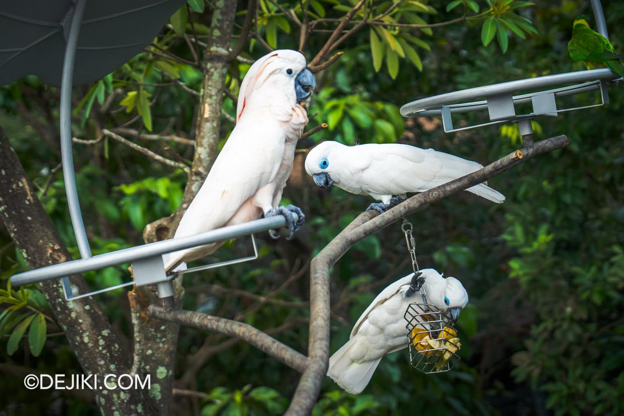 Bird Paradise Singapore - Photo Review and Guide | Dejiki.com