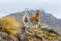 llama animal en ingles