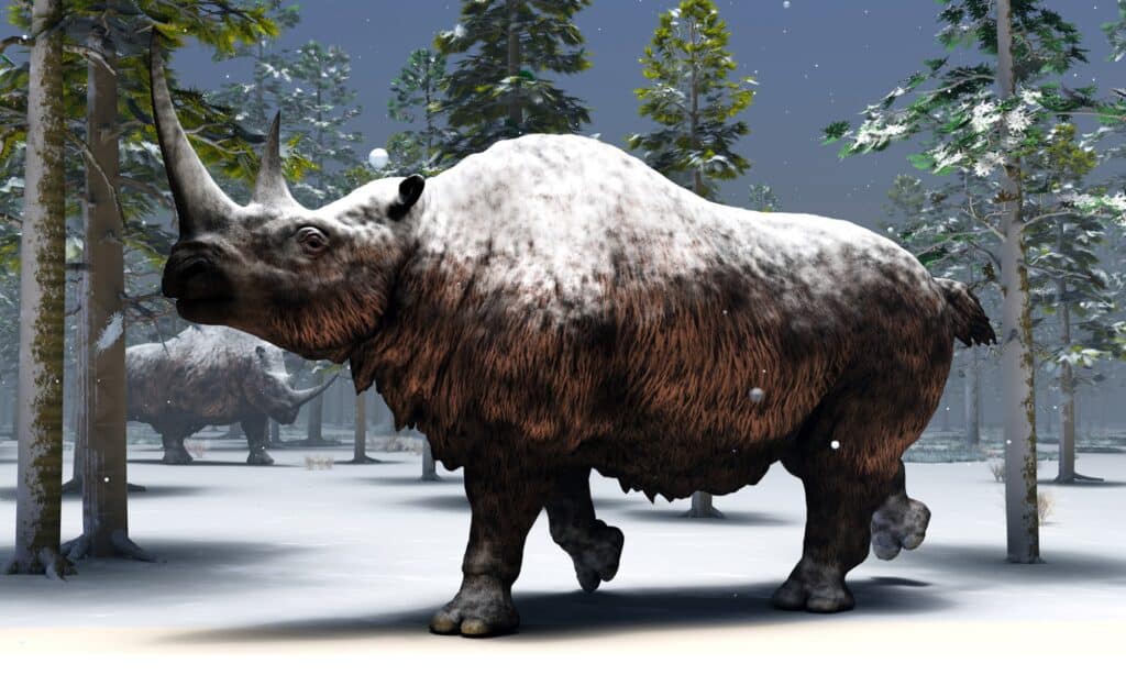 Woolly Rhino Extinction Date