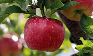 Apple Red Fruit - Free photo on Pixabay