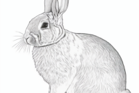 malvorlage hase einfach