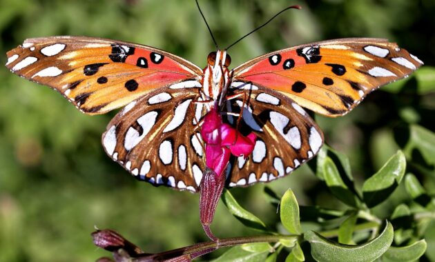 butterfly cases for iphone sixteen