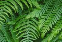 hijau daun chord