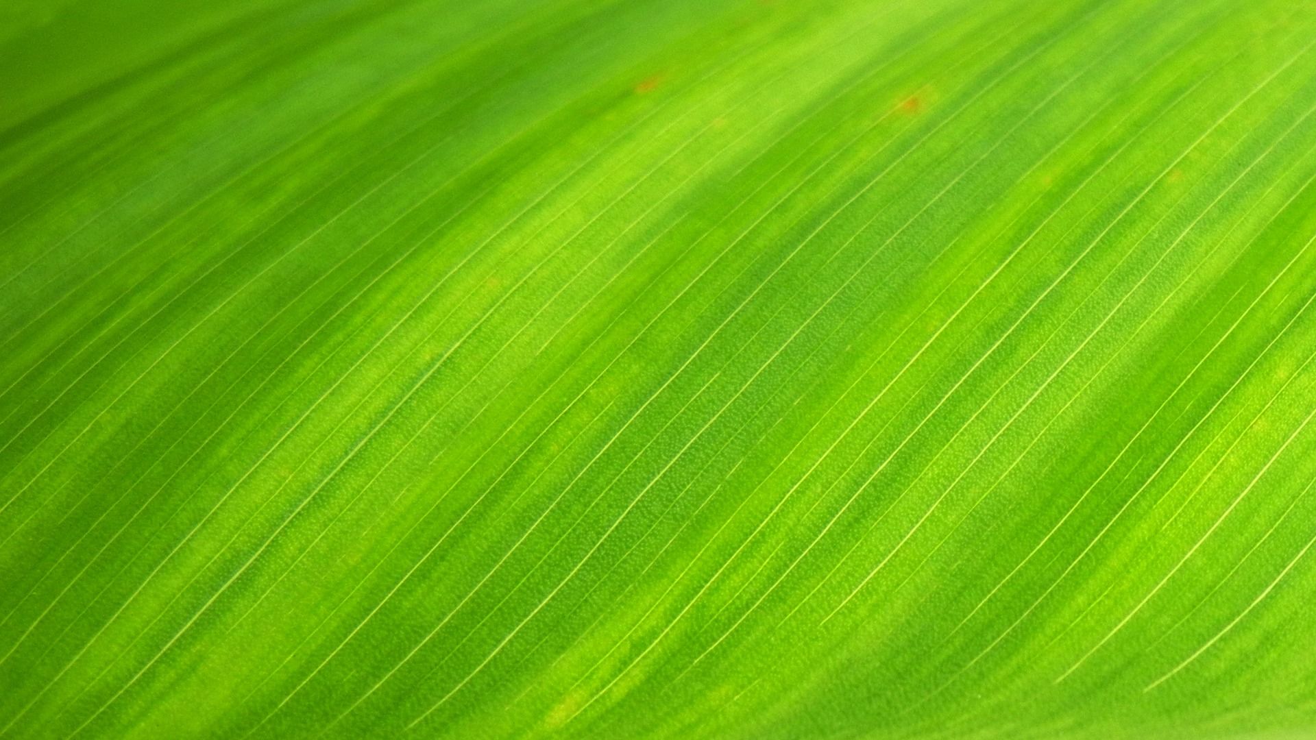 Foto stok gratis tentang alam, daun hijau, hijau