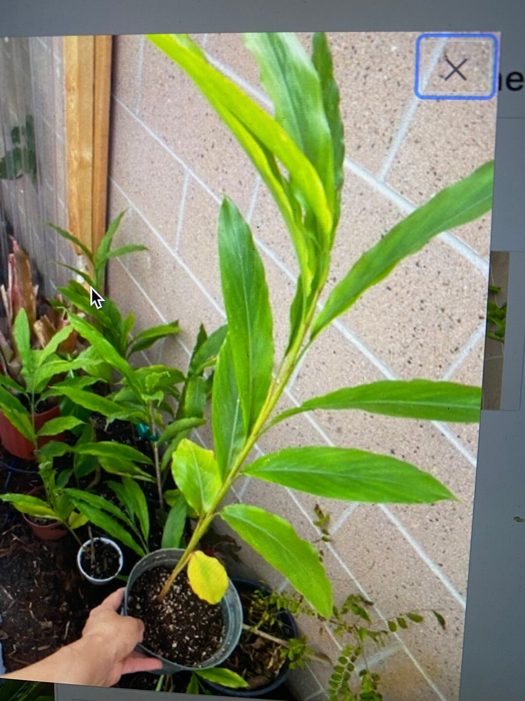 Elettaria Cardamom TRUE Cardamon Plant - Etsy