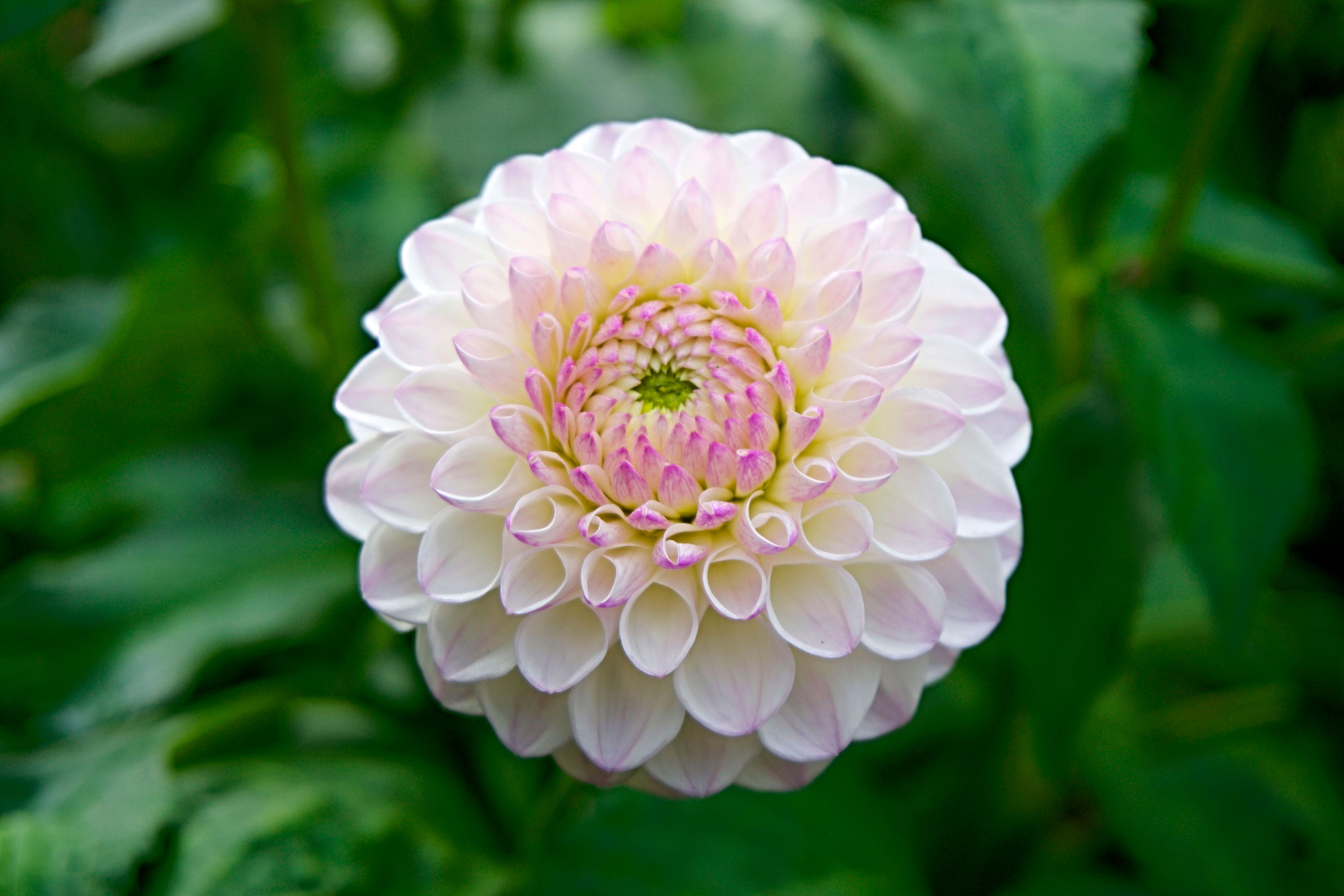  Flower images · Pexels · Free Stock Photos Bildidee 