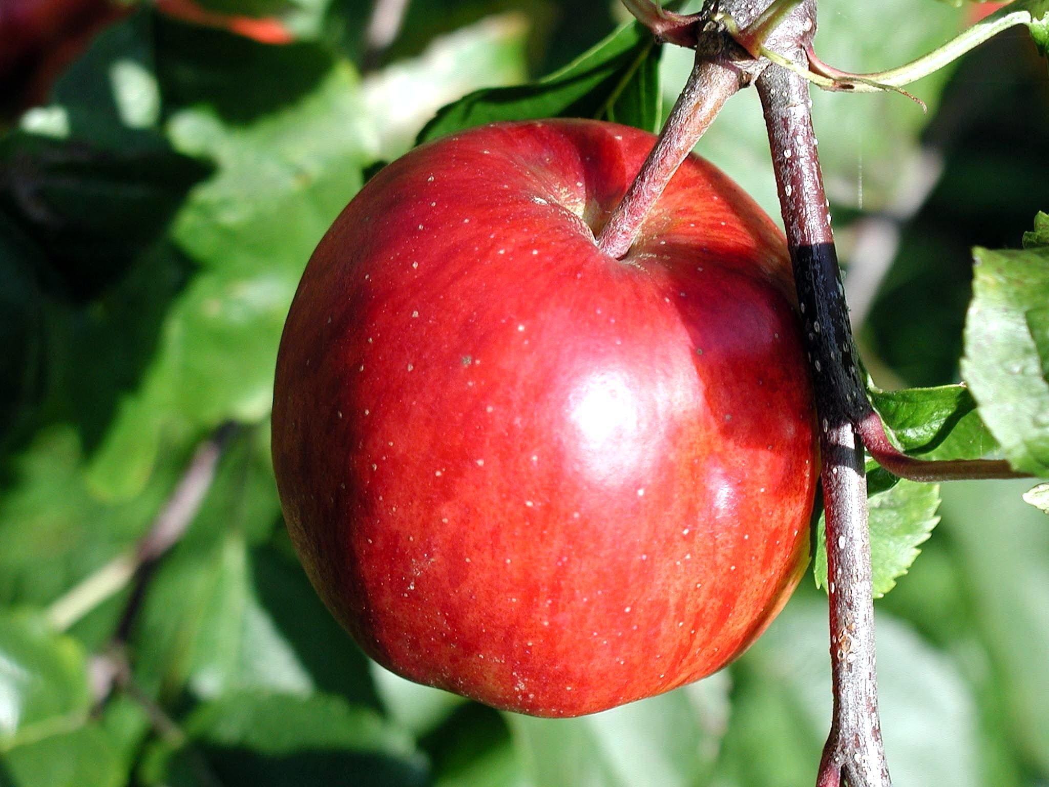 Free picture: ripe, apple, branch