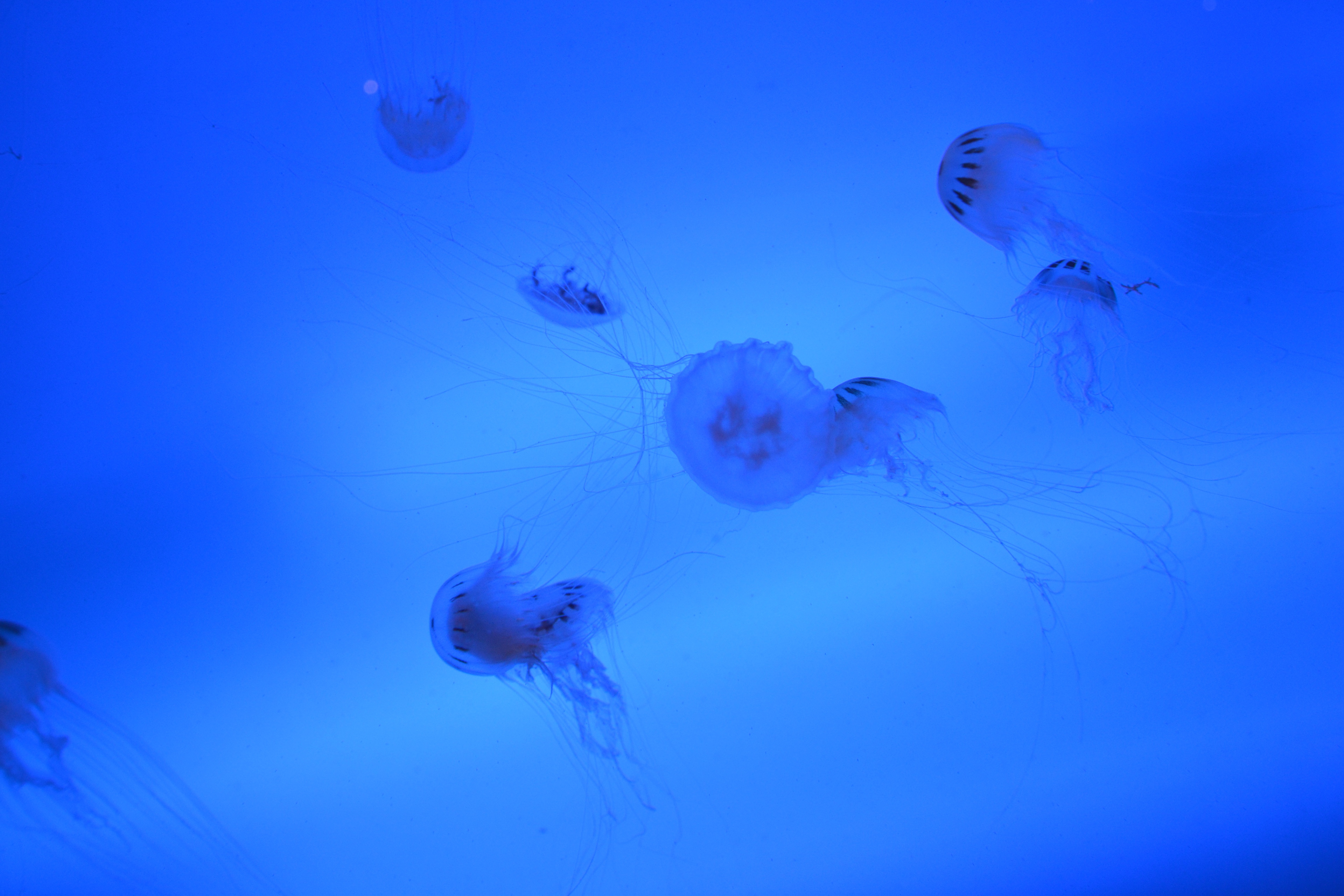 Free Images : sea, ocean, animal, underwater, jellyfish, blue