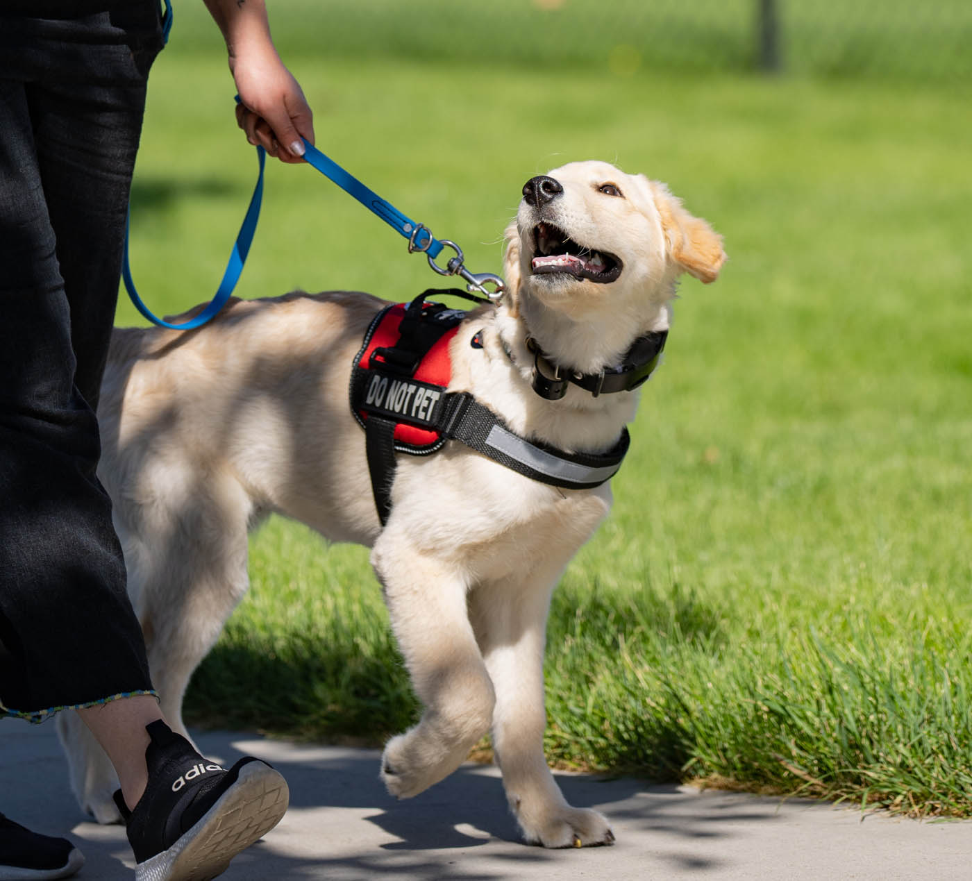  Foto zu Dog Training in Los Angeles, CA 