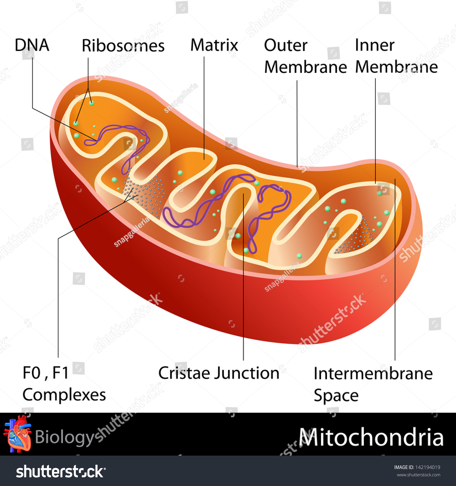 Easy Edit Vector Illustration Mitochondria Diagram Stock Vector