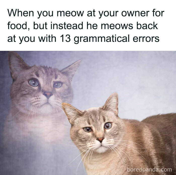 50 Funny And Relatable Cat Memes That Might Make You Want To Rescue A