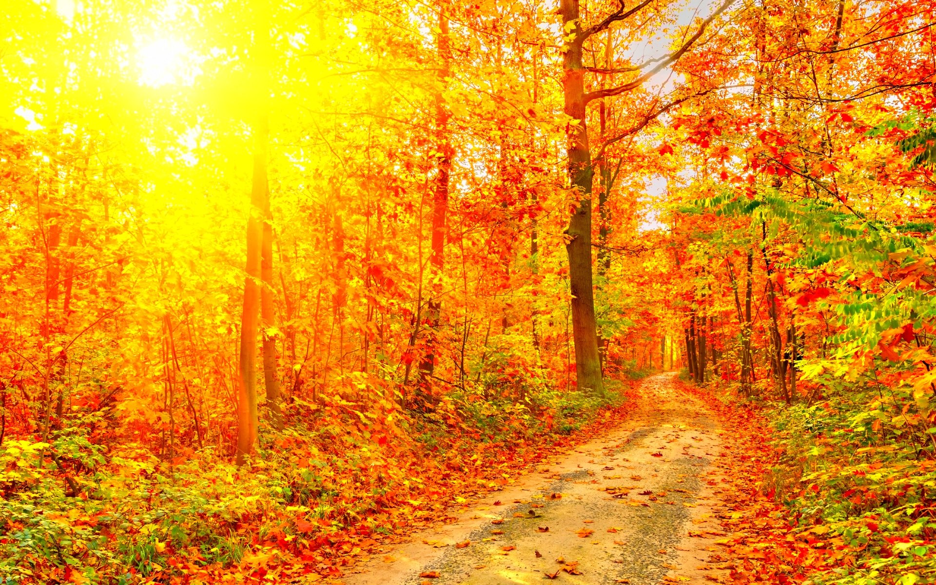 autumn, Fall, Season, Nature, Landscape, Leaf, Leaves, Color, Seasons