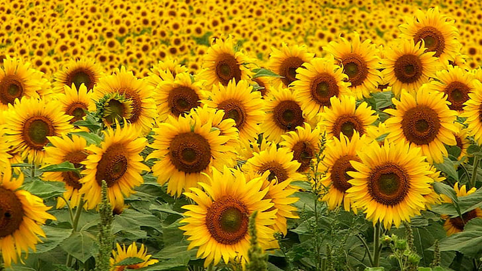 Beautiful Sunflowers Field HD Sunflower Wallpapers | HD Wallpapers | ID