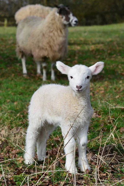 Baby lamb Stock Photos, Royalty Free Baby lamb Images | Depositphotos