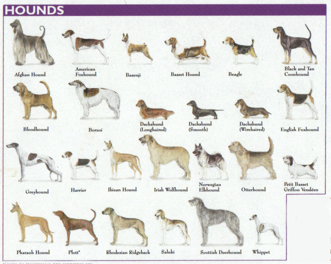Akc Dog Breeds