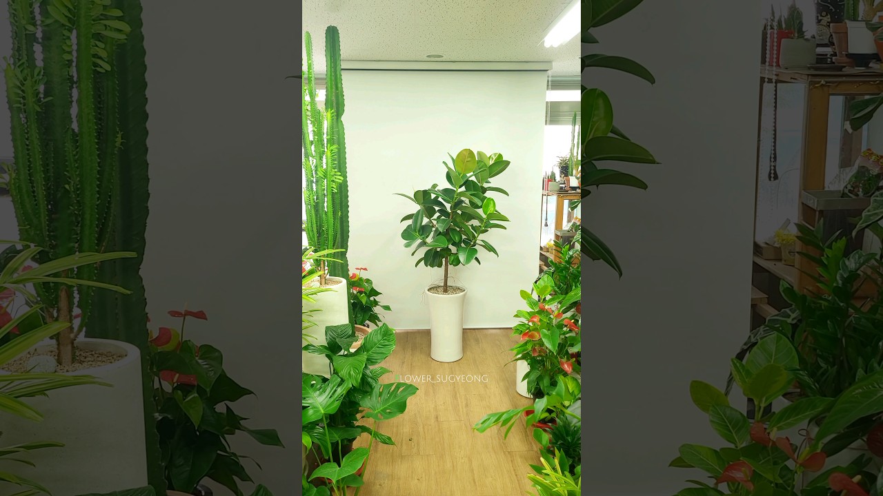 부산 대형 식물 많은 꽃집 🌳 수경꽃화원으로 오세요 🙇 (feat. 인도고무나무 외대 / 사이즈 약 160cm) #부산꽃집
