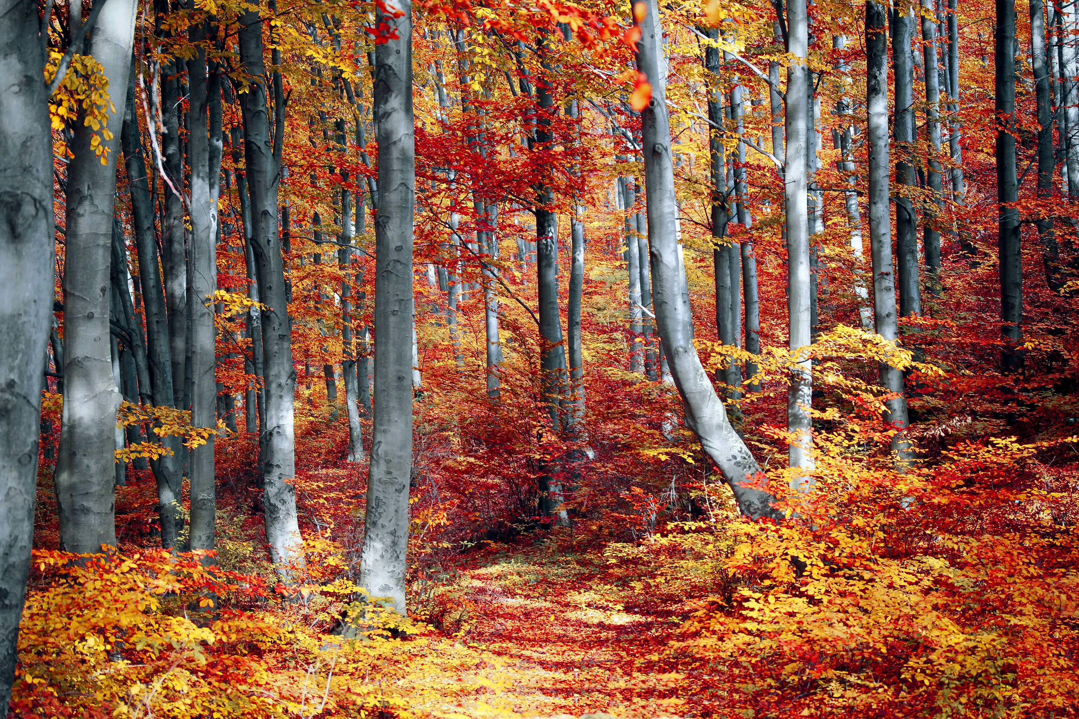 1000+ Beautiful Autumn Leaves Photos · Pexels · Free Stock Photos
