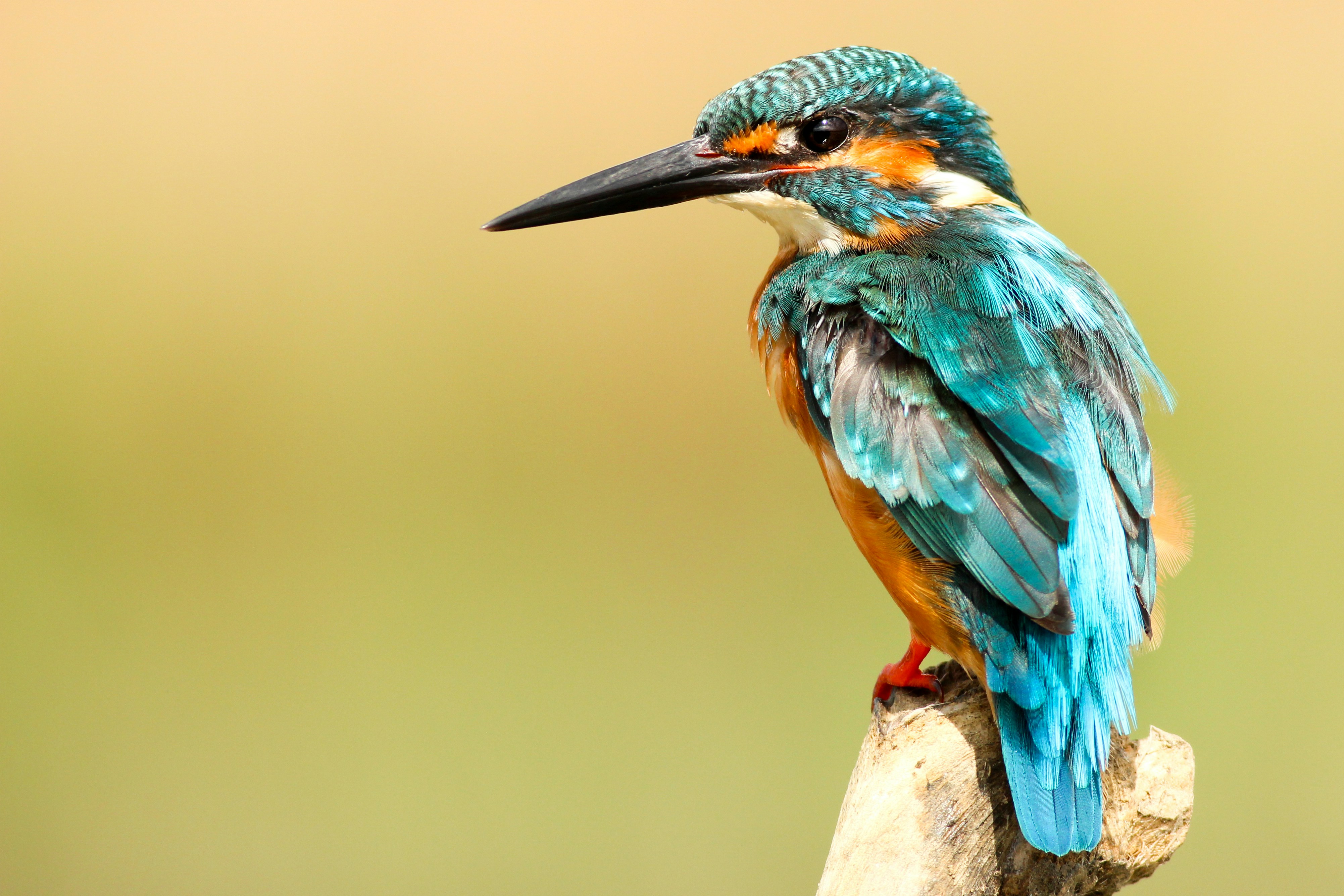 200+ Free Birds Pictures on Unsplash