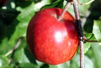 apple iphone 15 camera