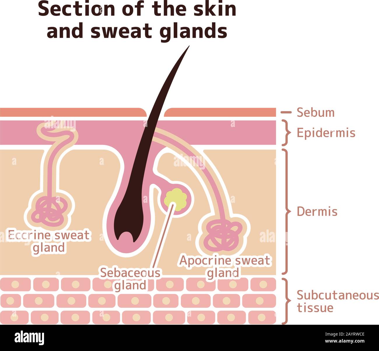 Section of the skin and sweat glands. vector illustration Stock Vector