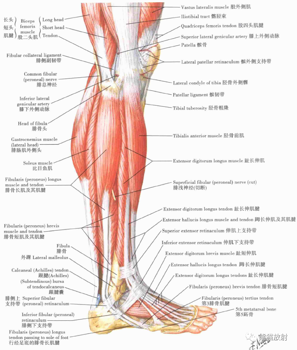 |康复科普|超全面下肢解剖图解,推荐收藏! - 知乎