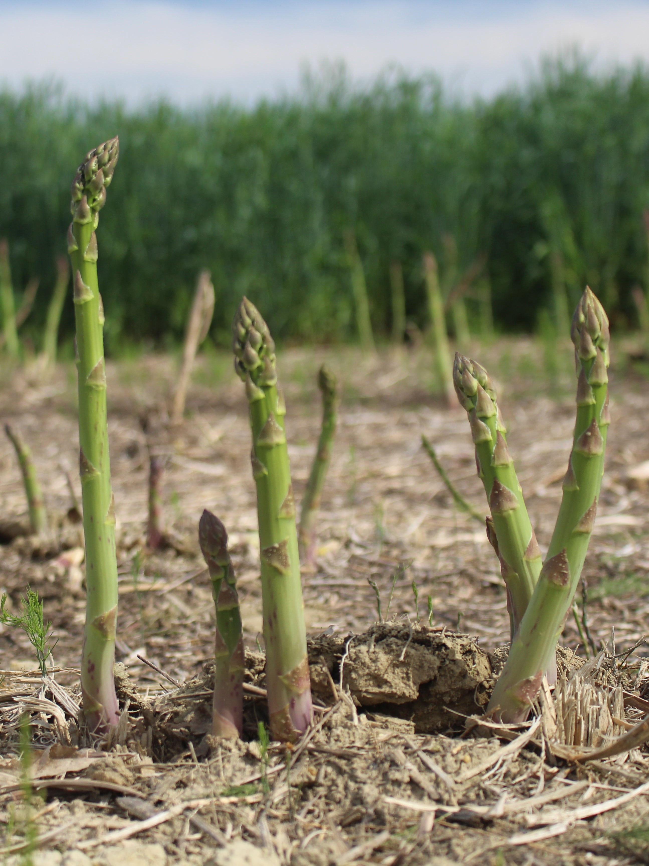 Millennium Asparagus Plant – Nourse Farms