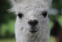llama animal in english