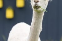 what is llama in spanish
