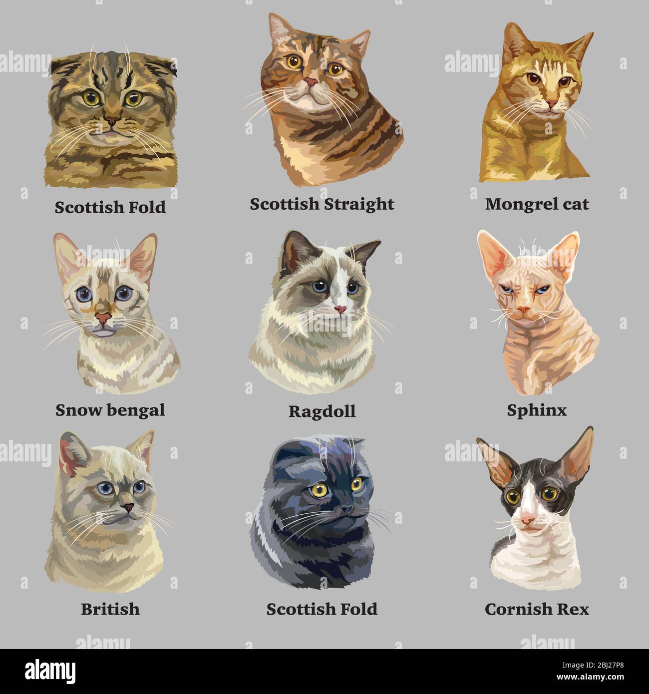 Different Breeds Of Cats
