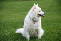 dog liability insurance for renters in texas