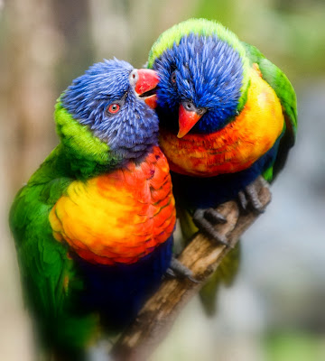  Beautiful Nice and Lovely Birds Images - Duul Wallpaper Motiv 
