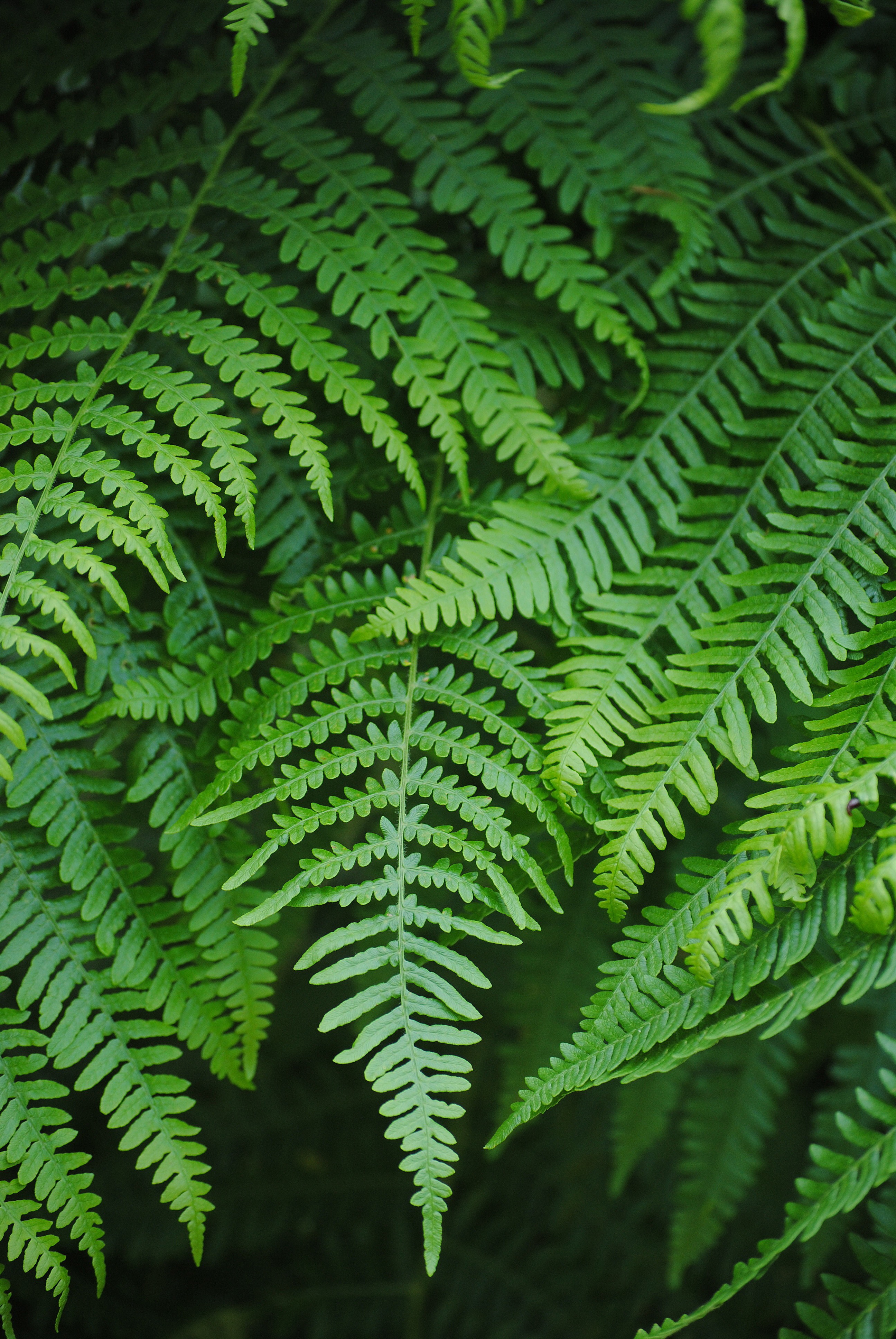 Gambar : menanam, daun, bunga, hijau, rimba, botani, tumbuh-tumbuhan