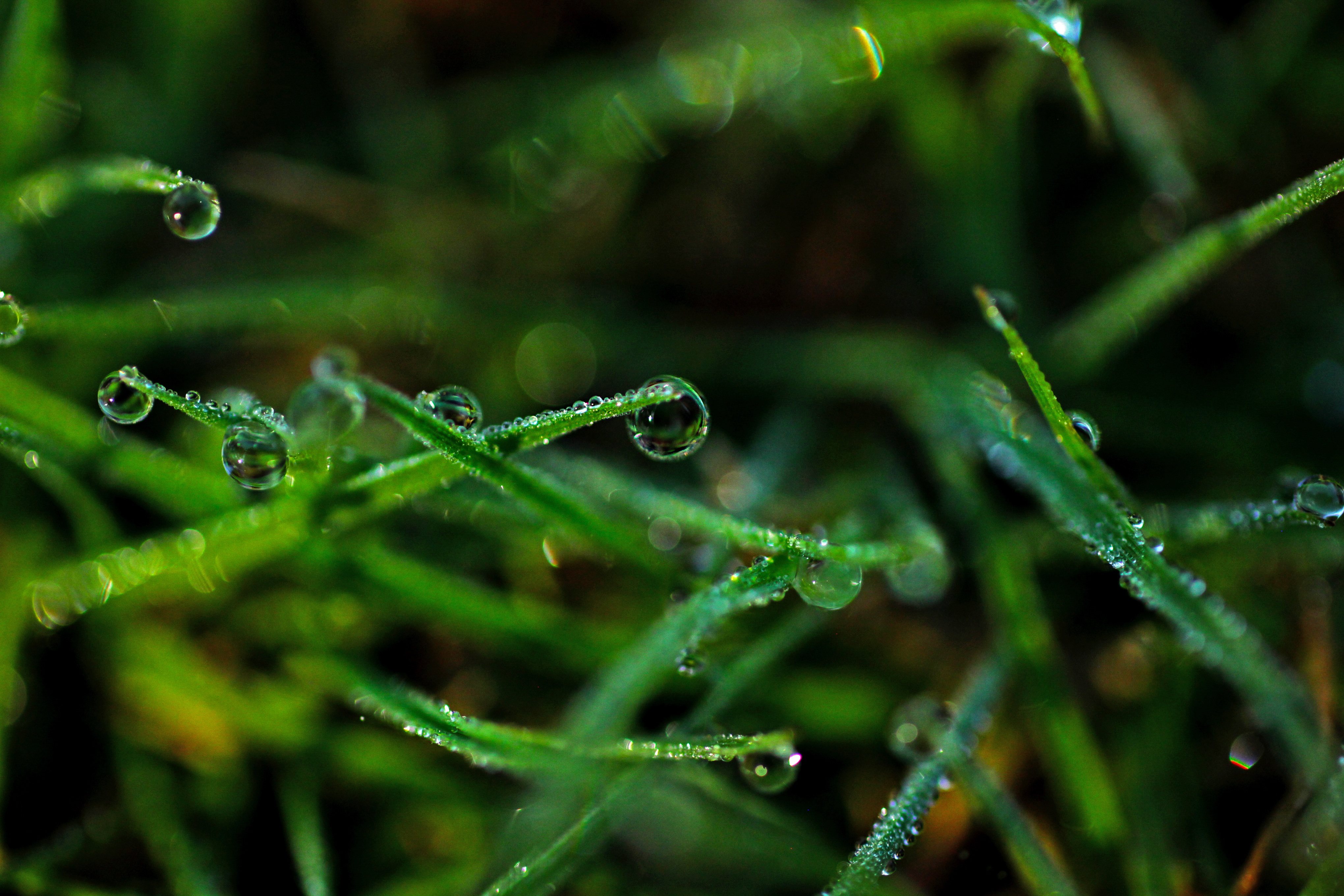 Gambar : alam, cabang, penurunan, embun, menanam, halaman rumput, daun