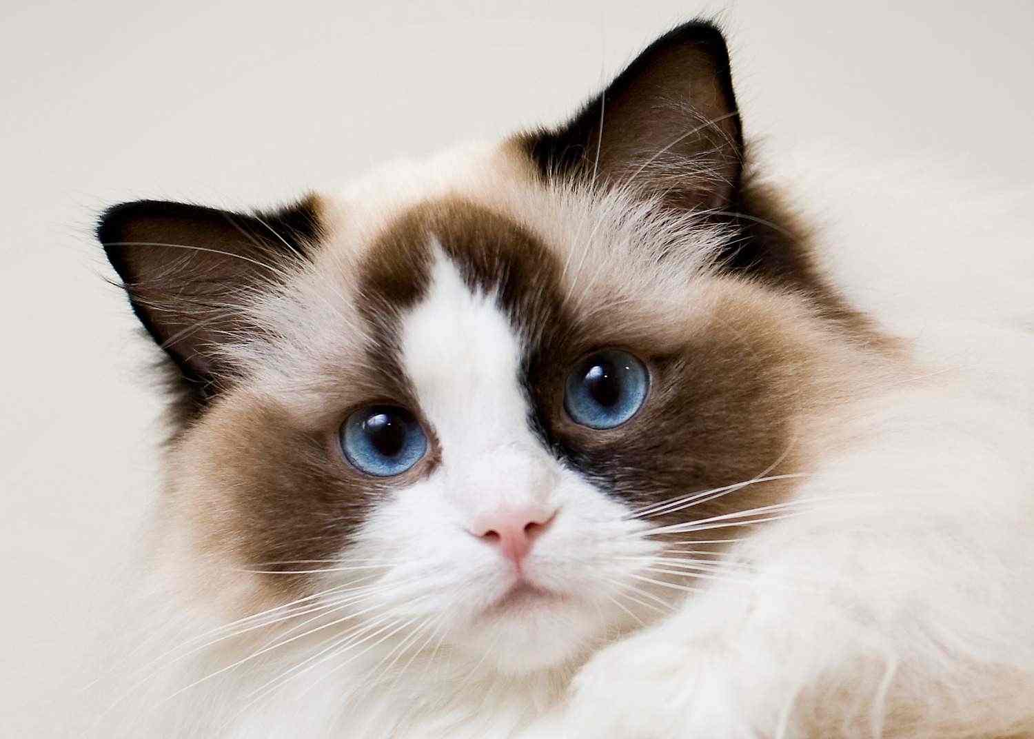  Top 10 Cat Breeds in the World Bildidee 
