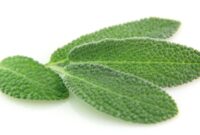 sage color iphone 17