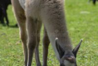 llama in spanish means