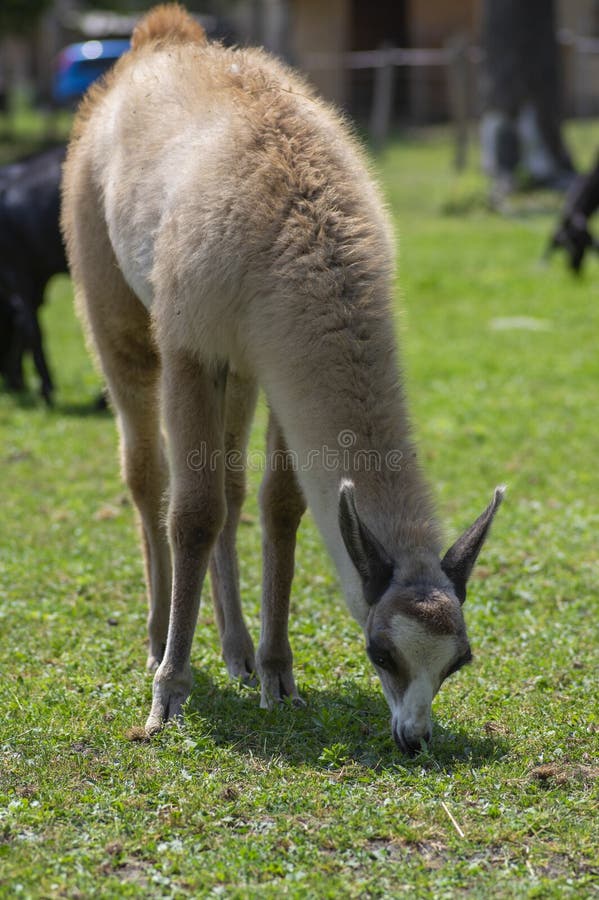 Young Baby Llama Lama Glama Portrait, Beautiful Hairy Animal with